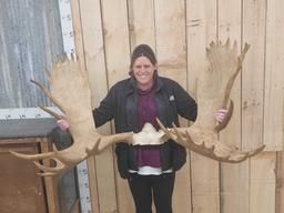 Official Boone & Crockett Record Book Moose Antlers On Skull Plate