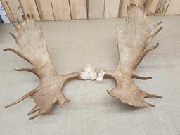 Official Boone & Crockett Record Book Moose Antlers On Skull Plate