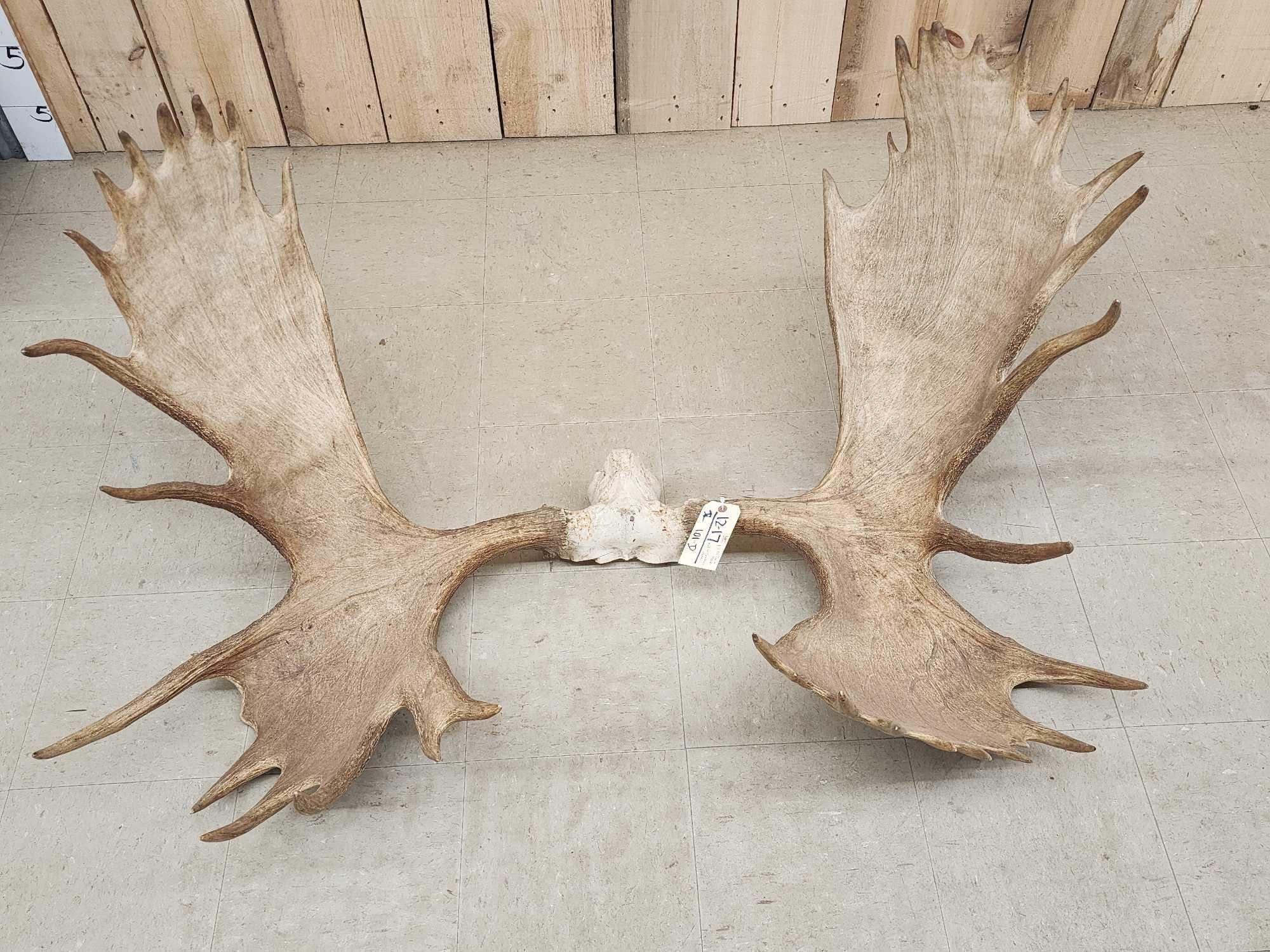 Official Boone & Crockett Record Book Moose Antlers On Skull Plate