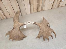 Official Boone & Crockett Record Book Moose Antlers On Skull Plate