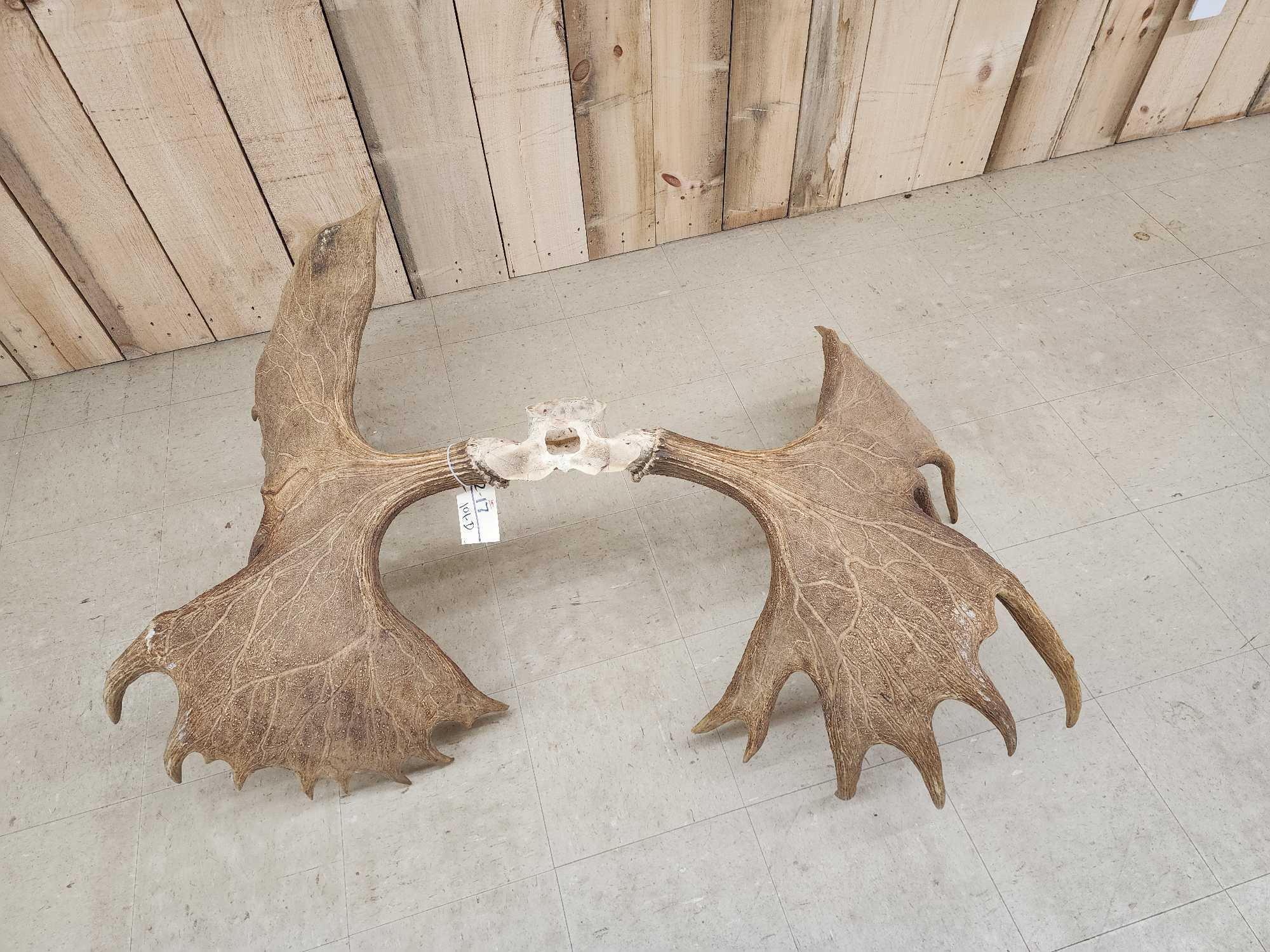 Official Boone & Crockett Record Book Moose Antlers On Skull Plate