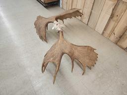 Official Boone & Crockett Record Book Moose Antlers On Skull Plate