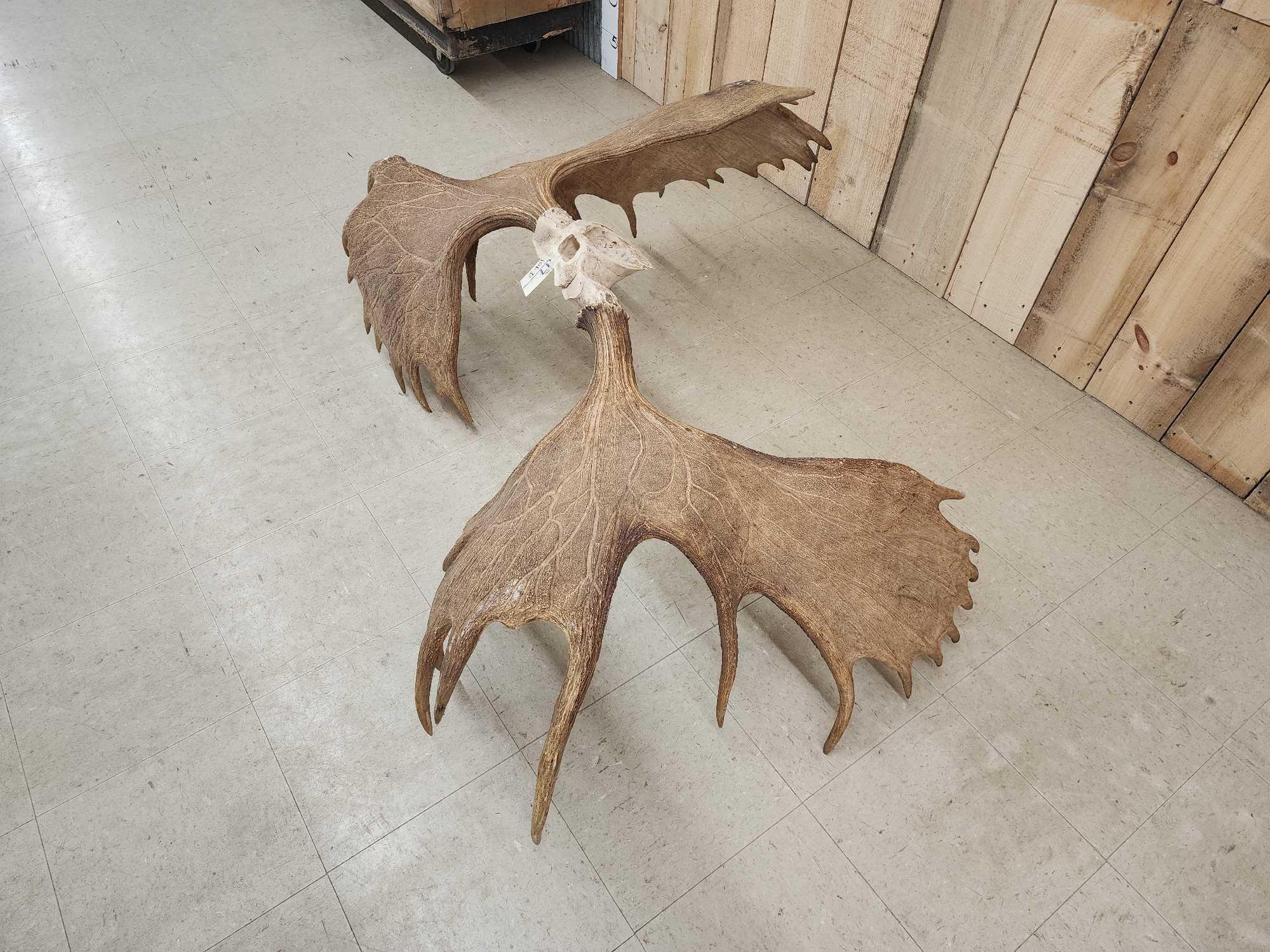 Official Boone & Crockett Record Book Moose Antlers On Skull Plate