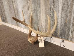 4x5 Whitetail Antlers On Skull Plate