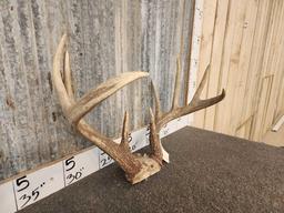 4x5 Whitetail Antlers On Skull Plate