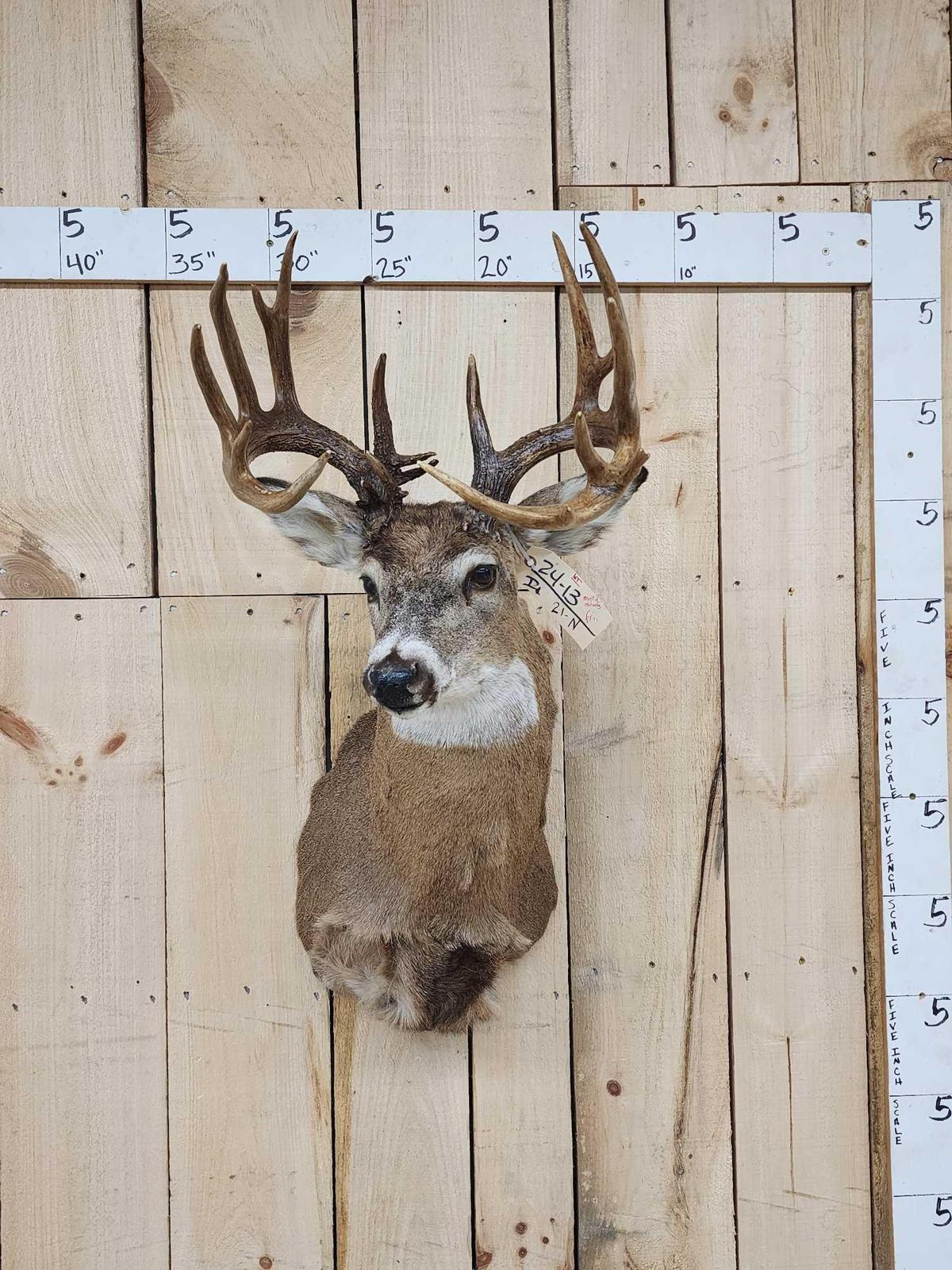 Main Frame 6x6 Whitetail Shoulder Mount Taxidermy