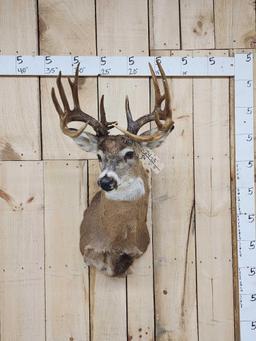 Main Frame 6x6 Whitetail Shoulder Mount Taxidermy