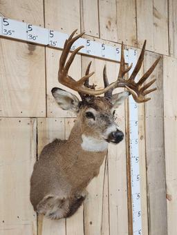 Main Frame 6x6 Whitetail Shoulder Mount Taxidermy