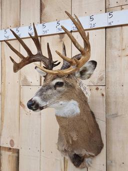Main Frame 6x6 Whitetail Shoulder Mount Taxidermy