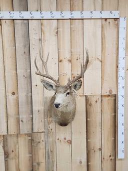 5x5 Mule Deer Shoulder Mount Taxidermy