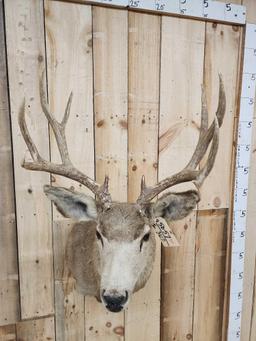 5x5 Mule Deer Shoulder Mount Taxidermy