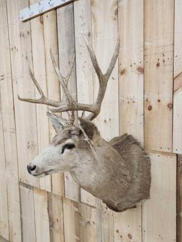5x5 Mule Deer Shoulder Mount Taxidermy