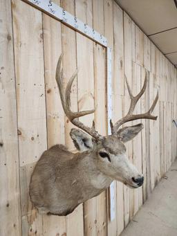 5x5 Mule Deer Shoulder Mount Taxidermy