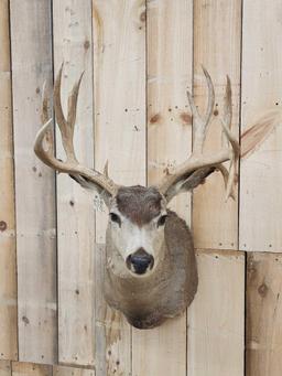 5x5 Mule Deer Shoulder Mount Taxidermy