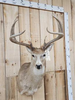 Big 160 Class 8 Point Whitetail Shoulder Mount Taxidermy