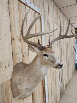 Big 160 Class 8 Point Whitetail Shoulder Mount Taxidermy
