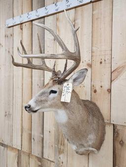 Big 160 Class 8 Point Whitetail Shoulder Mount Taxidermy