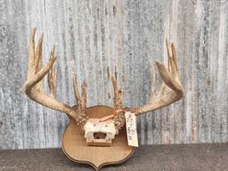 7x7 Whitetail Antlers On Plaque