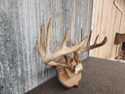 7x7 Whitetail Antlers On Plaque