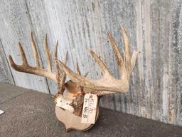 7x7 Whitetail Antlers On Plaque