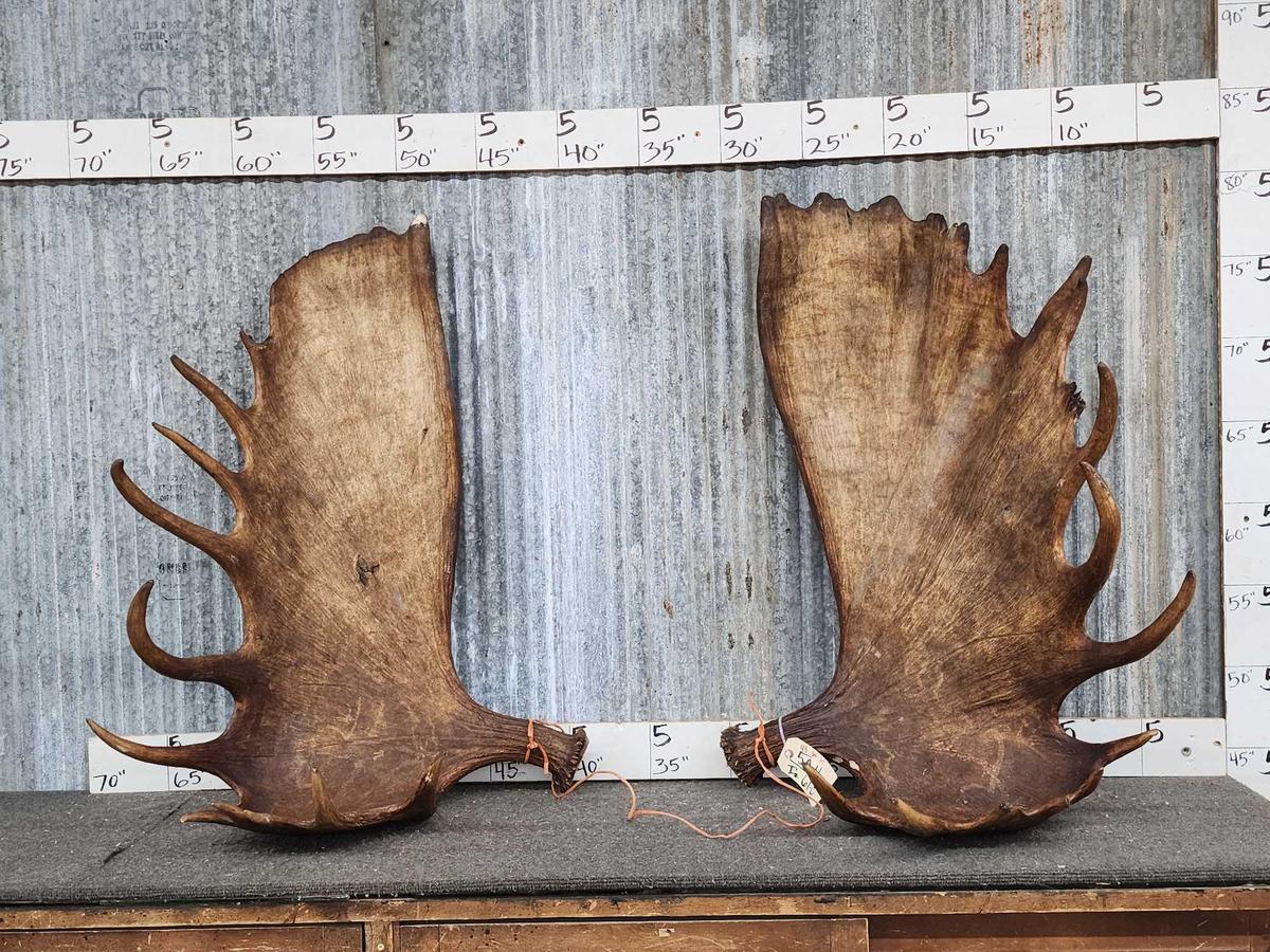 Set of MONSTER Alaskan Moose Antlers