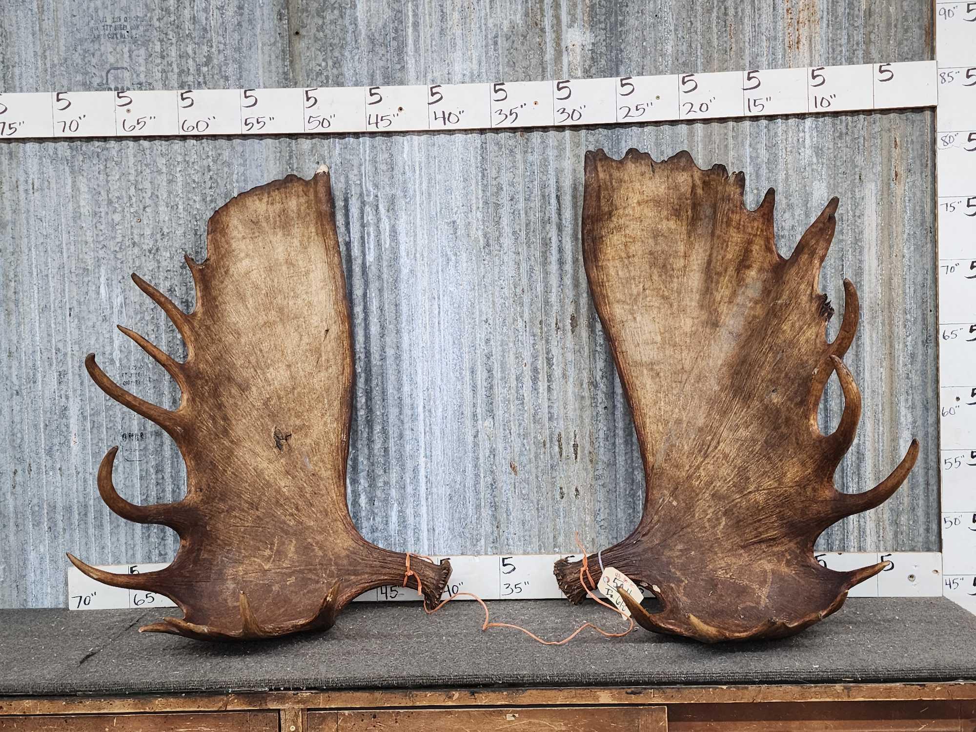 Set of MONSTER Alaskan Moose Antlers