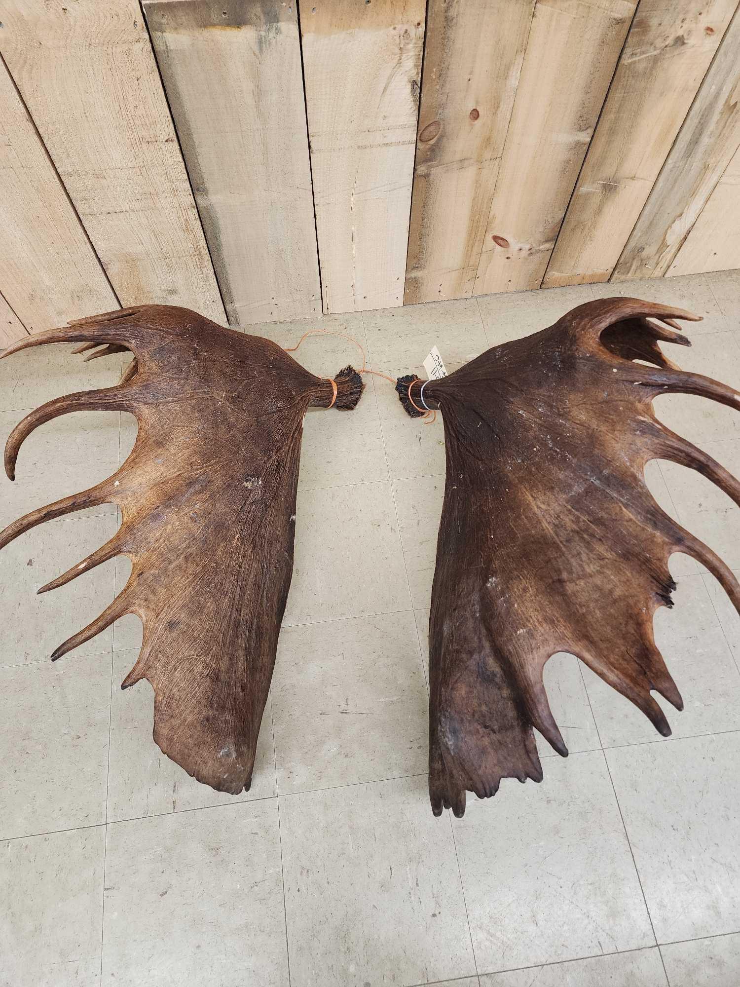 Set of MONSTER Alaskan Moose Antlers