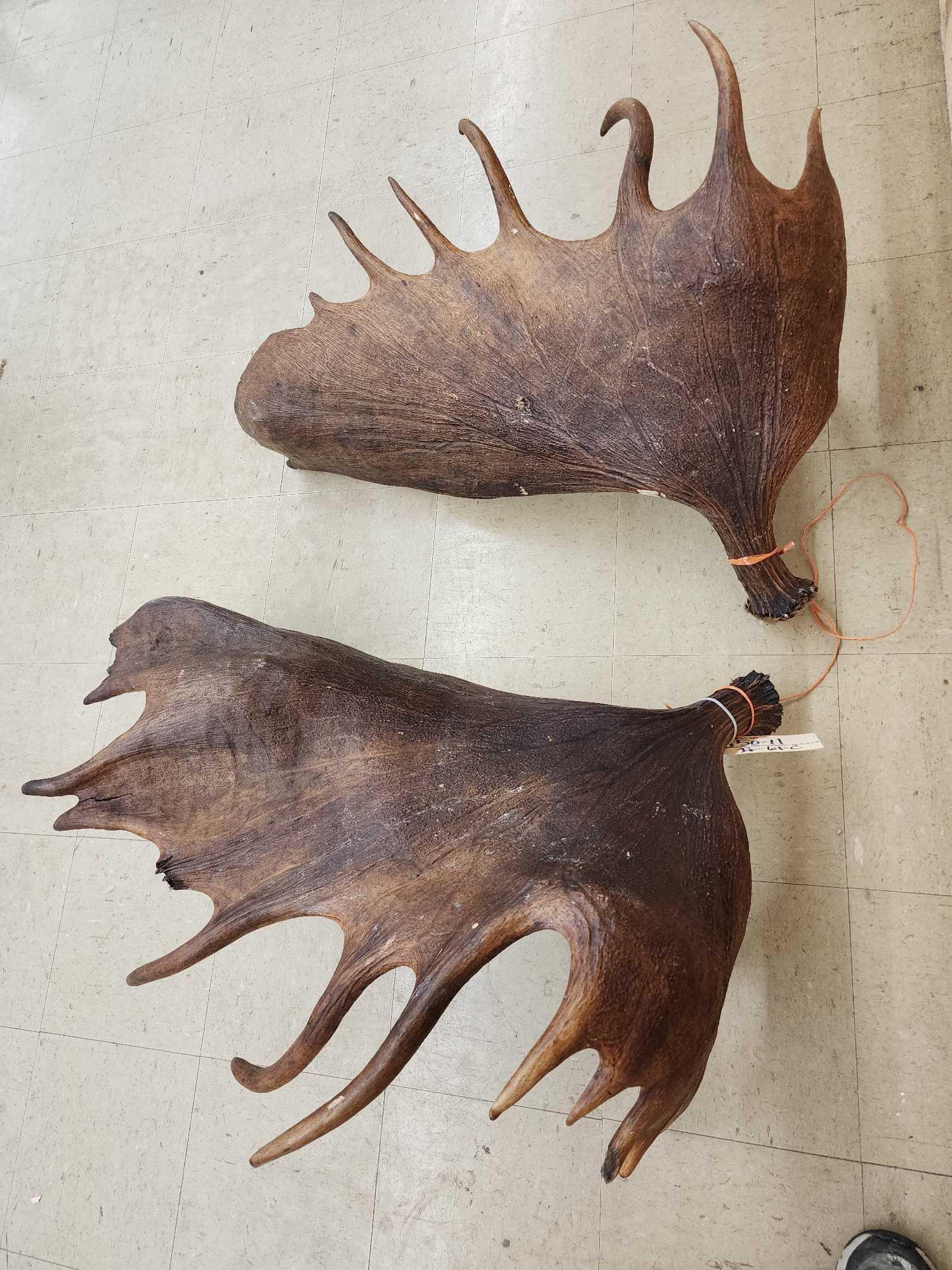 Set of MONSTER Alaskan Moose Antlers