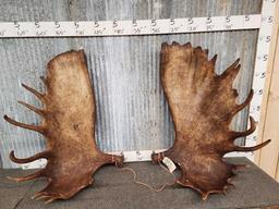Set of MONSTER Alaskan Moose Antlers