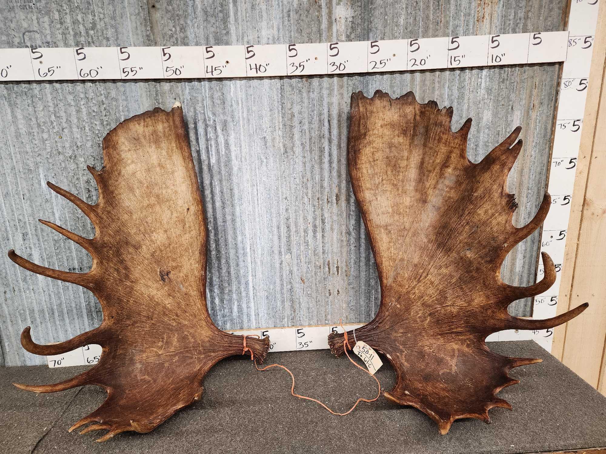 Set of MONSTER Alaskan Moose Antlers