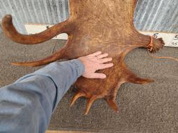 Set of MONSTER Alaskan Moose Antlers