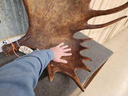 Set of MONSTER Alaskan Moose Antlers