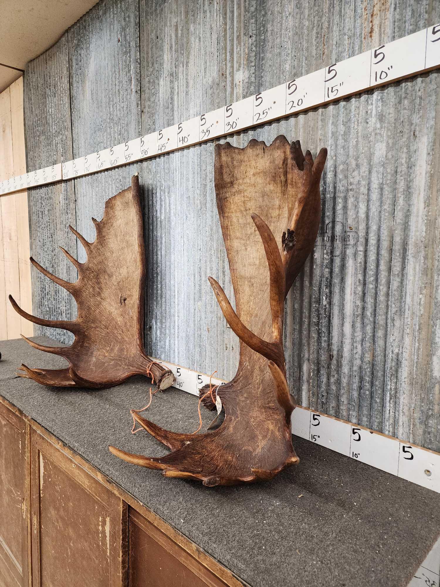 Set of MONSTER Alaskan Moose Antlers