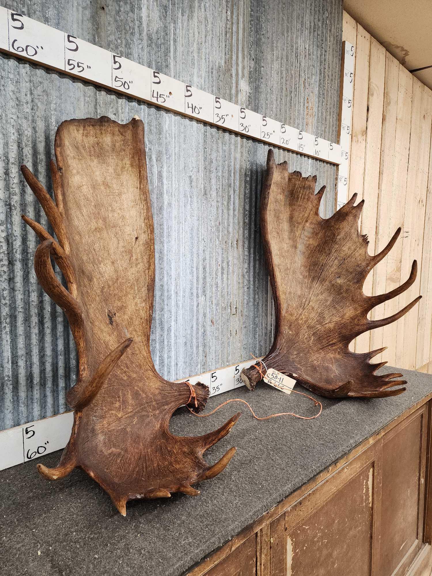 Set of MONSTER Alaskan Moose Antlers