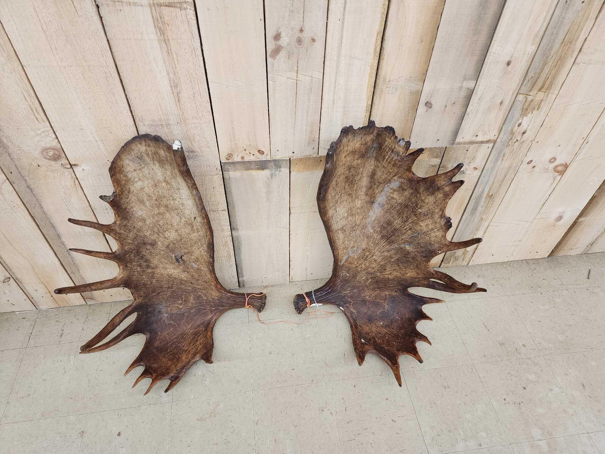 Set of MONSTER Alaskan Moose Antlers