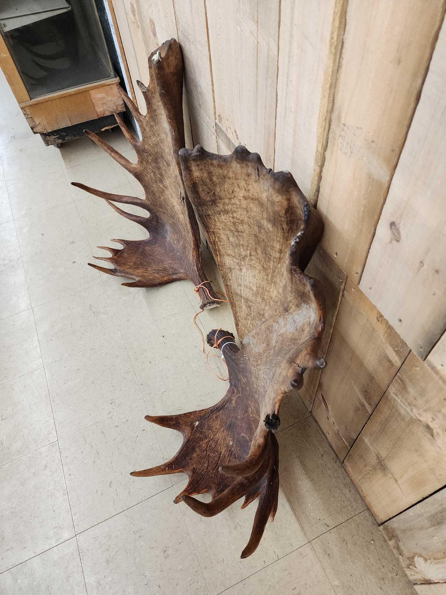 Set of MONSTER Alaskan Moose Antlers