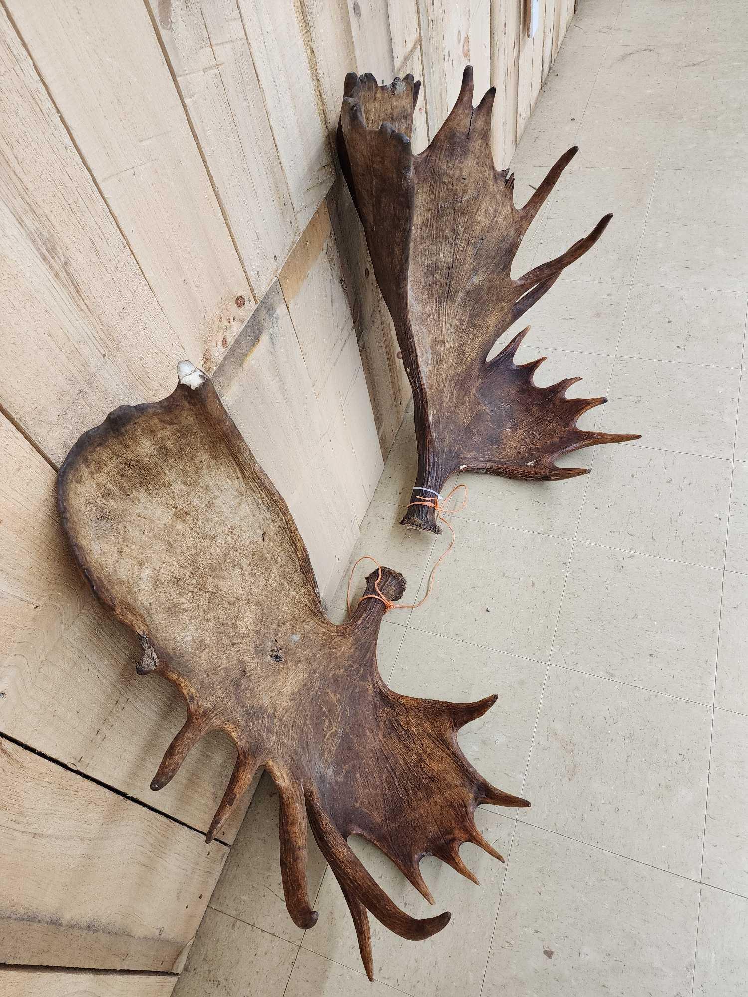 Set of MONSTER Alaskan Moose Antlers