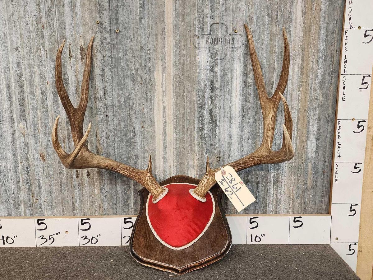 5x5 Mule Deer Antlers On Plaque