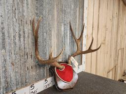 5x5 Mule Deer Antlers On Plaque