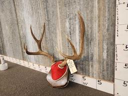 5x5 Mule Deer Antlers On Plaque