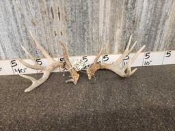 Neat Set Of Main Frame 5x5 Whitetail Shed Antlers