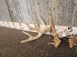 Neat Set Of Main Frame 5x5 Whitetail Shed Antlers