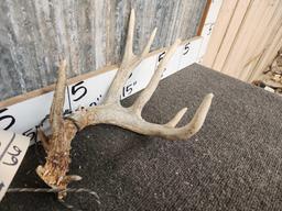 Neat Set Of Main Frame 5x5 Whitetail Shed Antlers