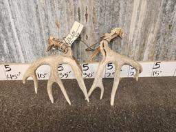 Neat Set Of Main Frame 5x5 Whitetail Shed Antlers