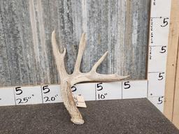 5 Point Whitetail Shed Antler