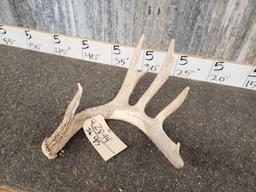 5 Point Whitetail Shed Antler