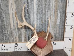 Freak Whitetail Antlers On Plaque