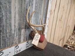 Freak Whitetail Antlers On Plaque