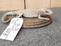 Bearded Dragon Reptile Full Body Taxidermy Mount Reptile