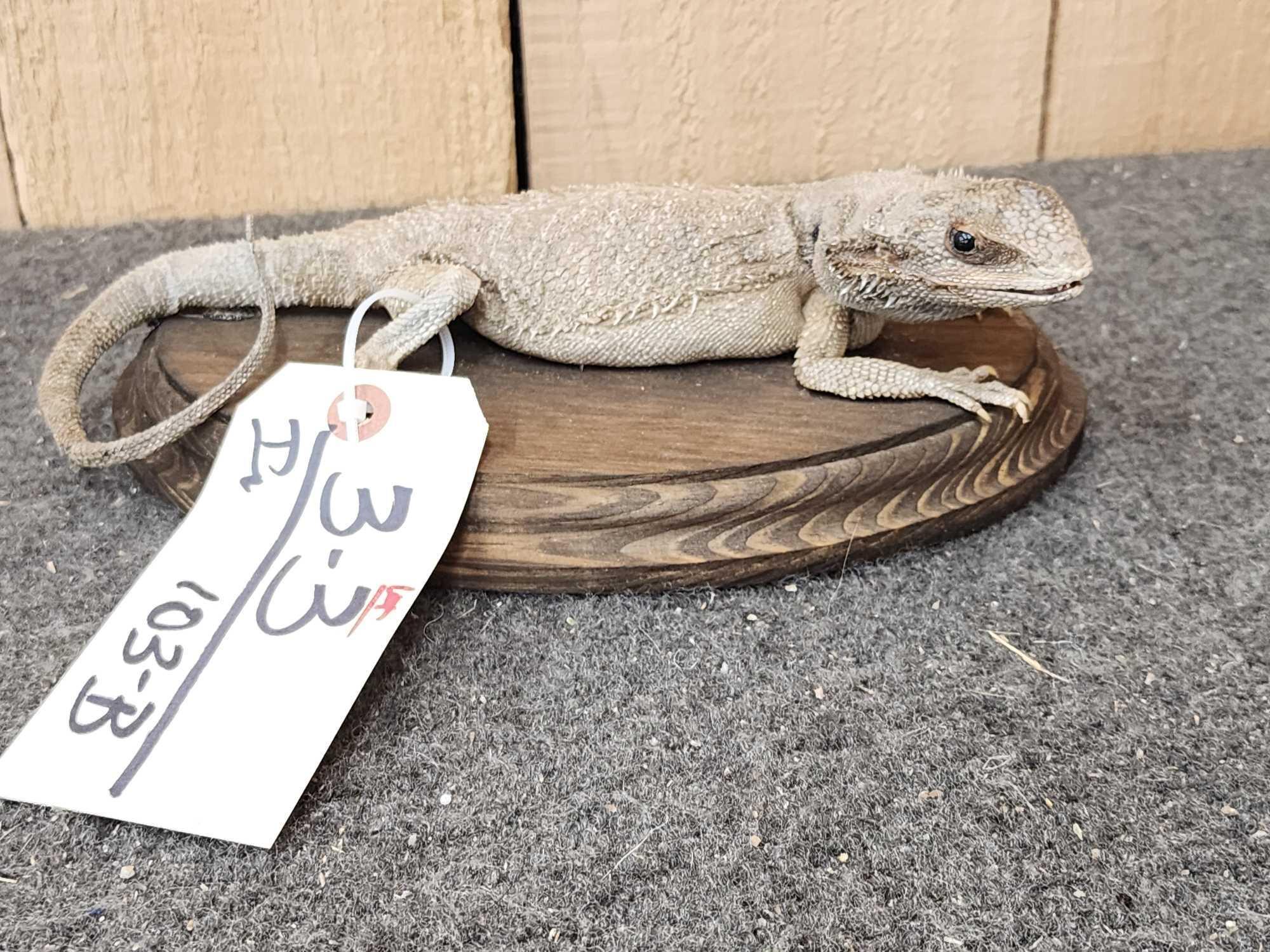 Bearded Dragon Reptile Full Body Taxidermy Mount Reptile